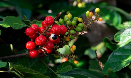 guarana et perte de poids