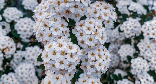 reines des près pour maigrir